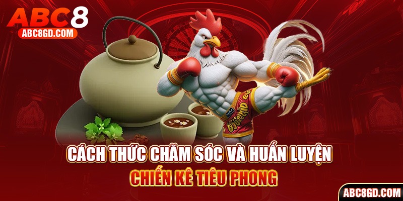 Cách thức chăm sóc và huấn luyện chiến kê tiêu phong