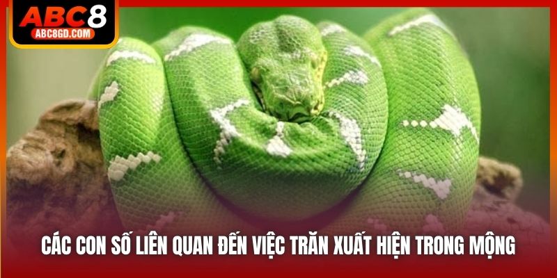 Các con số liên quan đến việc trăn xuất hiện trong mộng