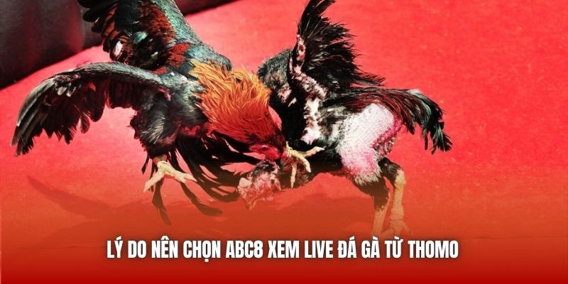Lý do nên chọn ABC8 xem live đá gà từ Thomo