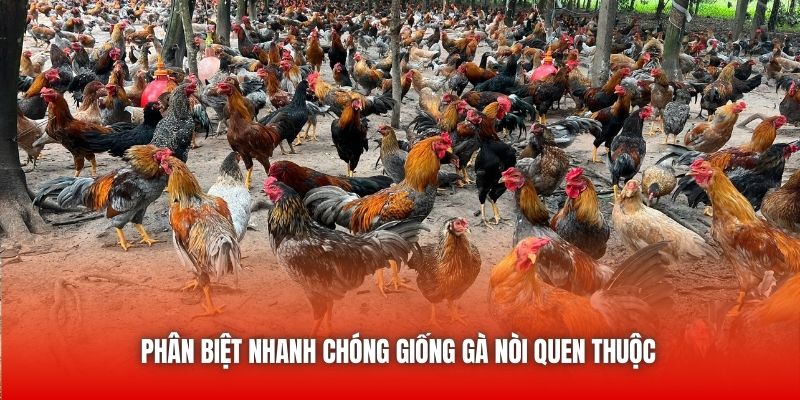 Phân biệt nhanh chóng giống gà nòi quen thuộc