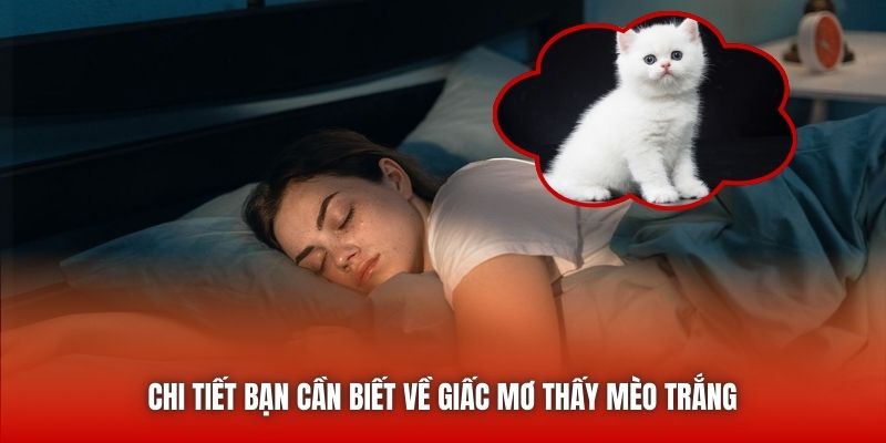 Chi tiết bạn cần biết về giấc mơ thấy mèo trắng