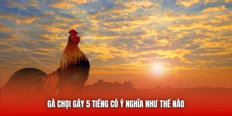 Gà chọi gáy 5 tiếng có ý nghĩa như thế nào 