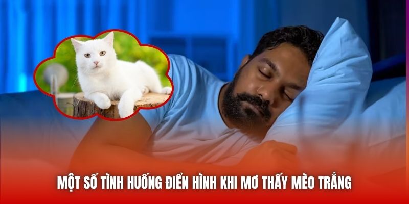 Một số tình huống điển hình khi mơ thấy mèo trắng