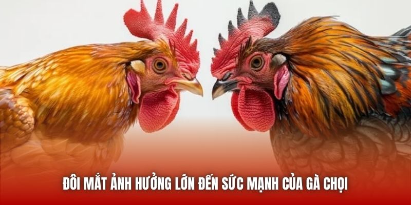 Đôi mắt ảnh hưởng lớn đến sức mạnh của gà chọi